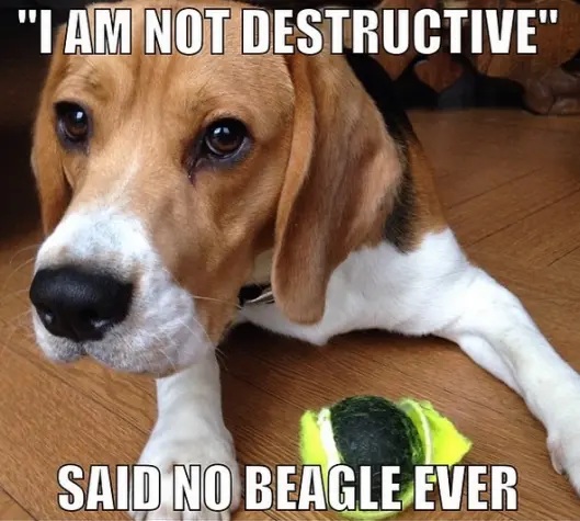 beagle-13-8