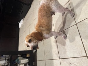 Harry   Found in HUmble 3